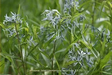 Amsonia tabernaemontana var. salicifolia