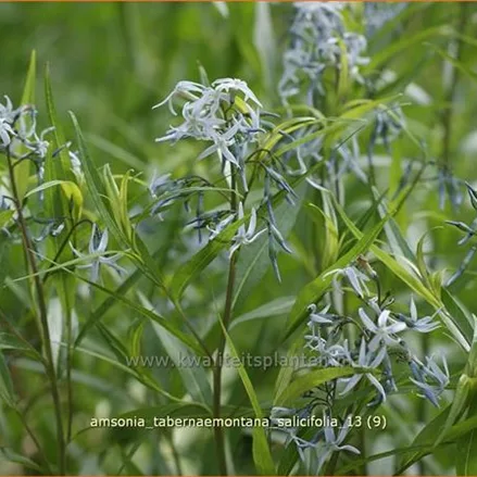Amsonia tabernaemontana var. salicifolia