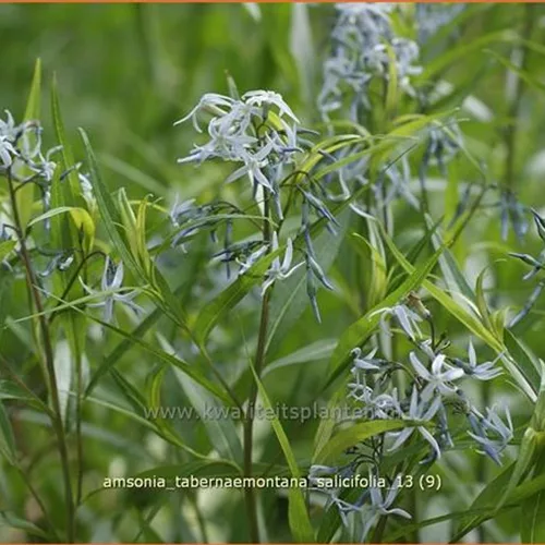 Amsonia tabernaemontana var. salicifolia