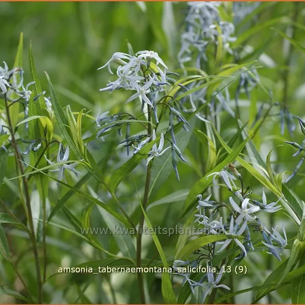 Amsonia tabernaemontana var. salicifolia