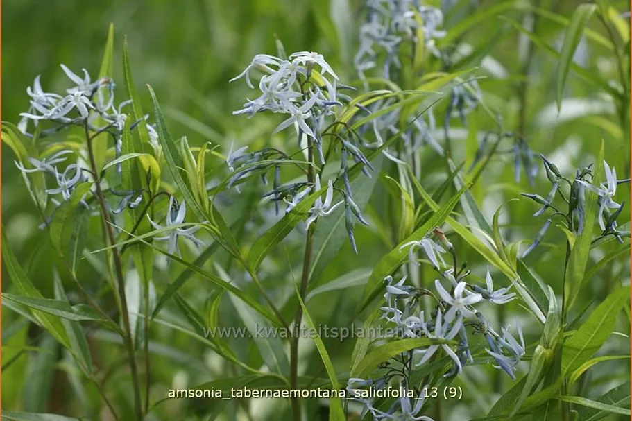 Amsonia tabernaemontana var. salicifolia