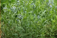 Amsonia tabernaemontana var. salicifolia