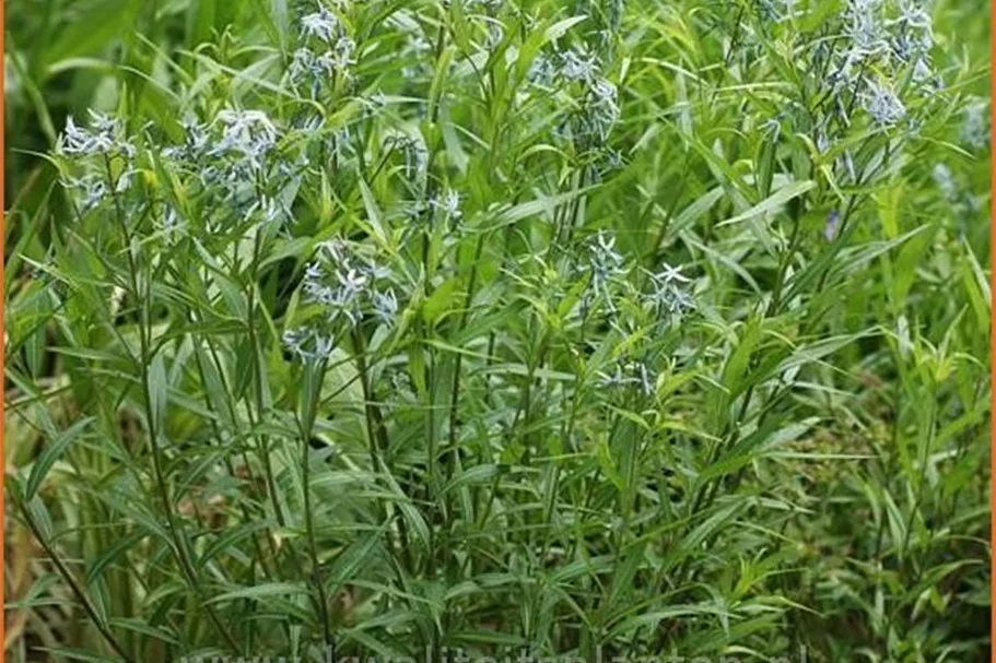 Amsonia tabernaemontana var. salicifolia