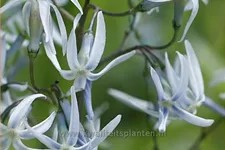 Amsonia tabernaemontana var. salicifolia