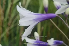 Agapanthus africanus 'Fireworks'