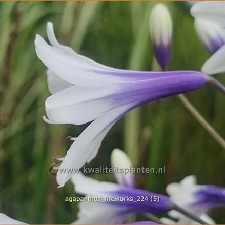 Agapanthus africanus 'Fireworks'