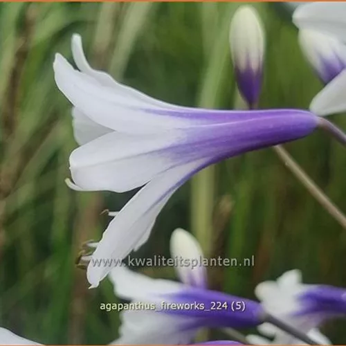 Agapanthus africanus 'Fireworks'