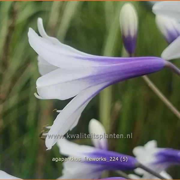 Agapanthus africanus 'Fireworks'