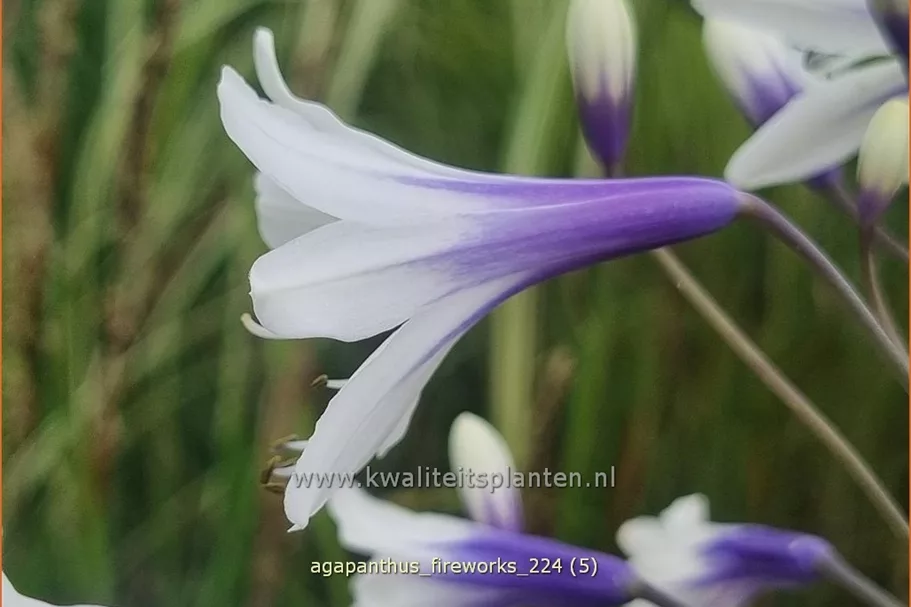 Agapanthus africanus 'Fireworks'