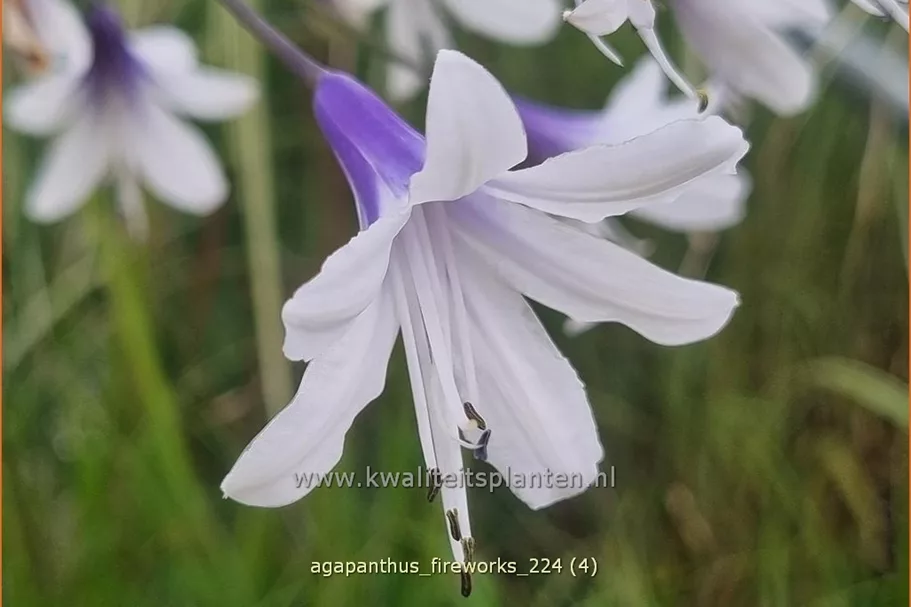 Agapanthus africanus 'Fireworks'