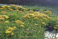 Achillea filipendulina 'Hannelore Pahl'