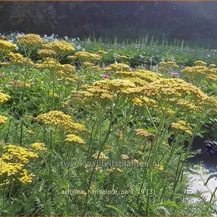 Achillea filipendulina 'Hannelore Pahl'