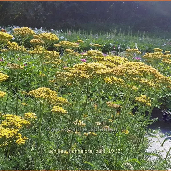 Achillea filipendulina 'Hannelore Pahl'