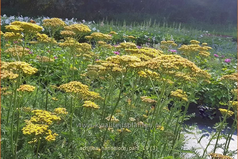Achillea filipendulina 'Hannelore Pahl'