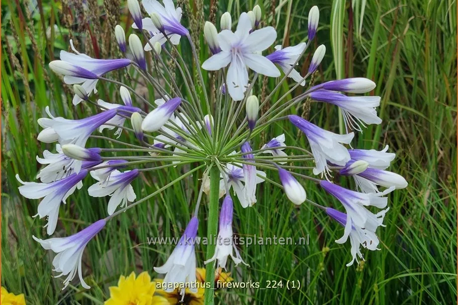 Agapanthus africanus 'Fireworks'