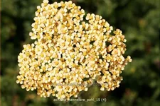 Achillea filipendulina 'Hannelore Pahl'