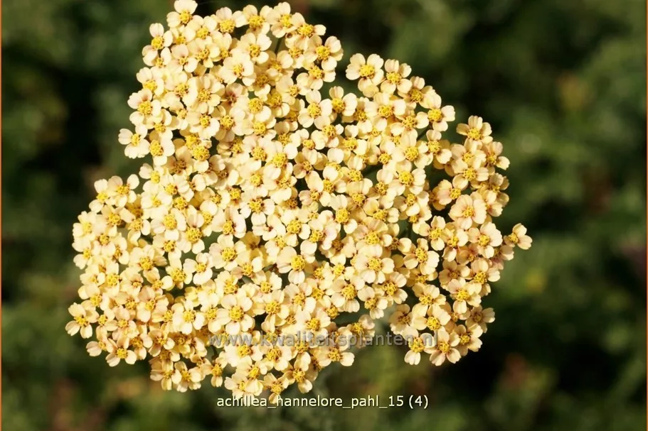 Achillea filipendulina 'Hannelore Pahl'