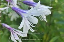 Agapanthus africanus 'Fireworks'