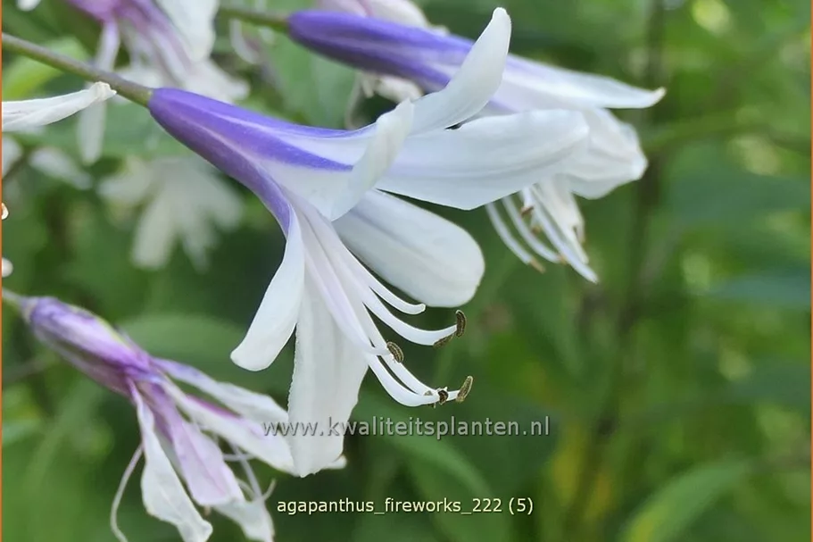 Agapanthus africanus 'Fireworks'