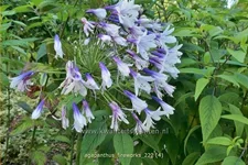 Agapanthus africanus 'Fireworks'