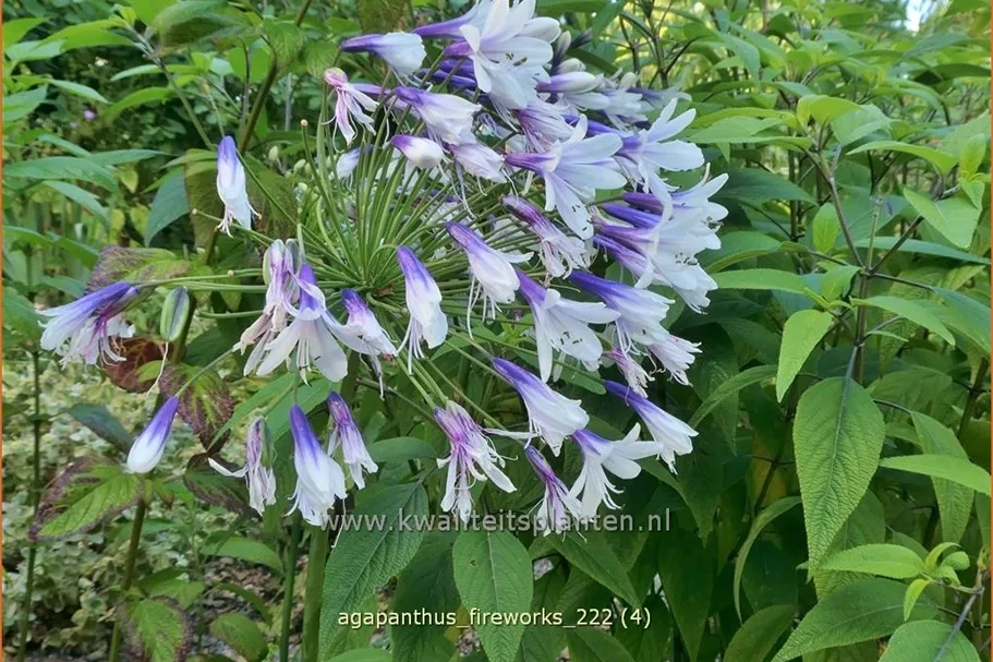 Agapanthus africanus 'Fireworks'