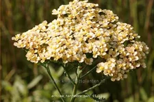 Achillea filipendulina 'Hannelore Pahl'