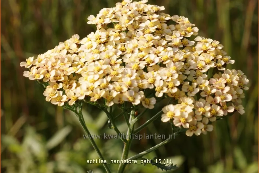 Achillea filipendulina 'Hannelore Pahl'