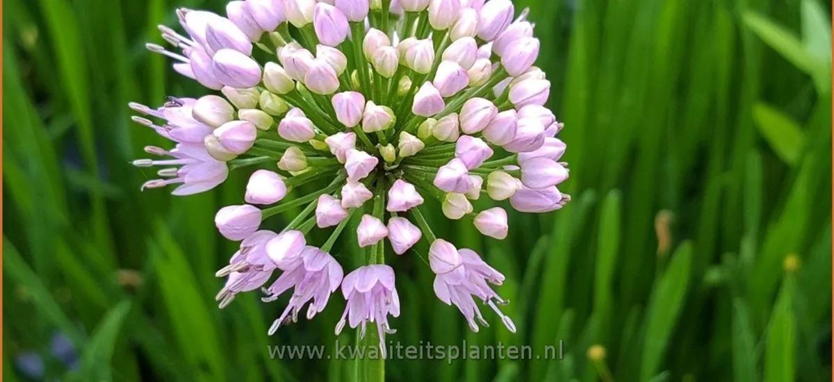 Allium angulosum 'Summer Beauty'
