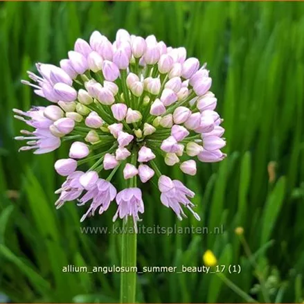 Allium angulosum 'Summer Beauty'