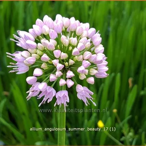 Allium angulosum 'Summer Beauty'