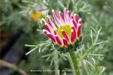 Anacyclus pyrethrum var. depressus