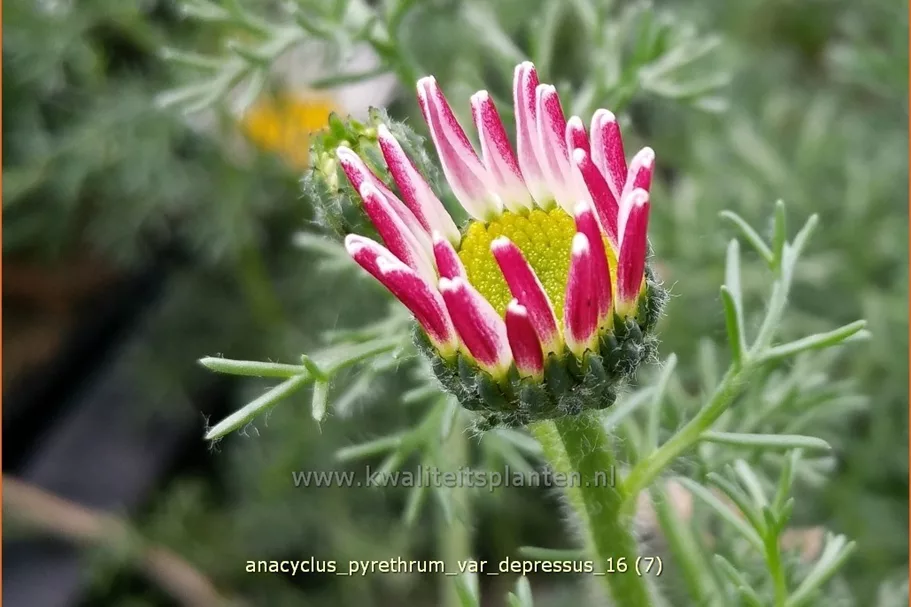 Anacyclus pyrethrum var. depressus