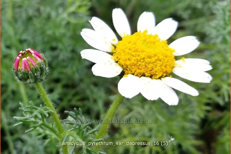 Anacyclus pyrethrum var. depressus