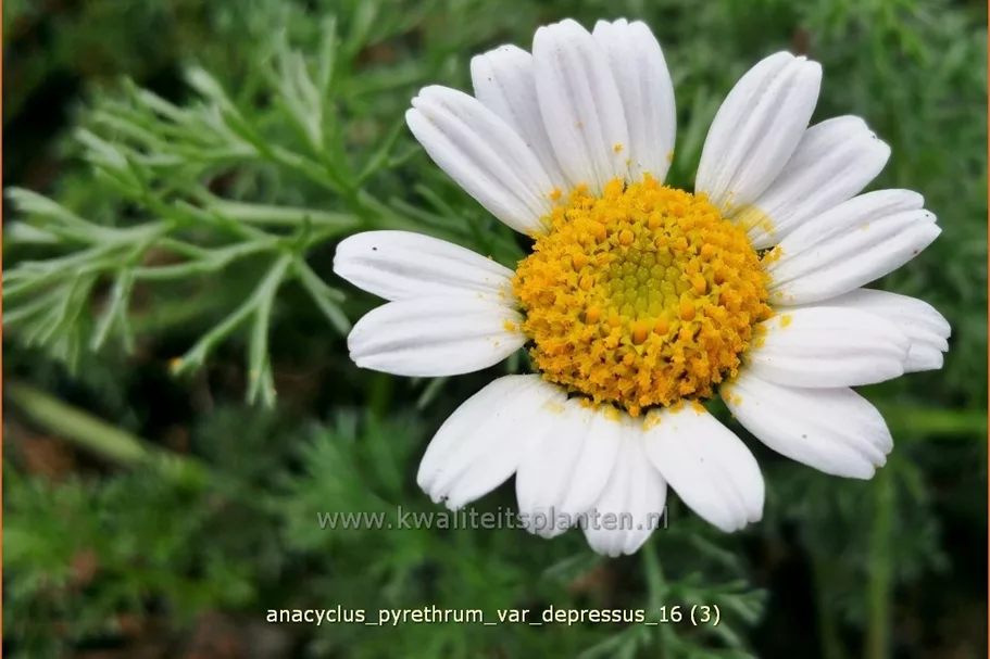 Anacyclus pyrethrum var. depressus