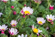 Anacyclus pyrethrum var. depressus