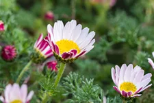 Anacyclus pyrethrum var. depressus