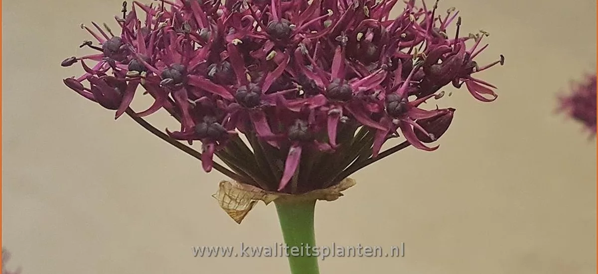 Allium atropurpureum