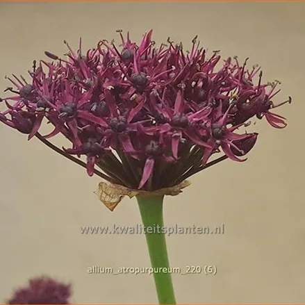 Allium atropurpureum