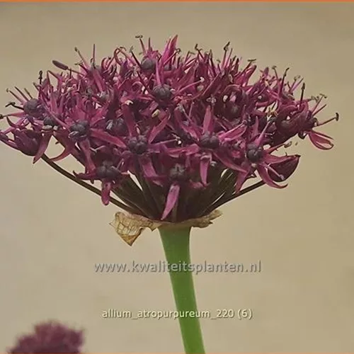 Allium atropurpureum