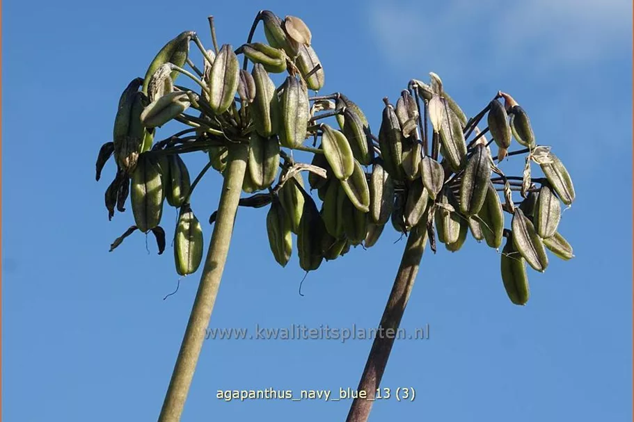 Agapanthus africanus 'Navy Blue'