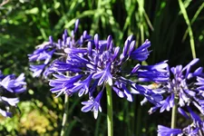 Agapanthus africanus 'Navy Blue'