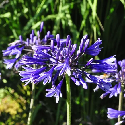Agapanthus africanus 'Navy Blue'