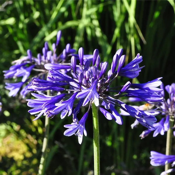 Agapanthus africanus 'Navy Blue'