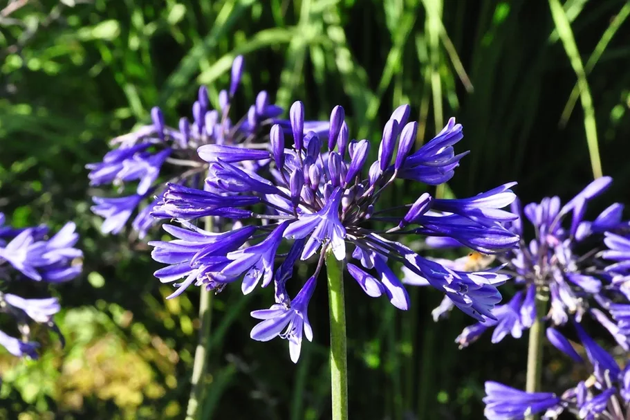 Agapanthus africanus 'Navy Blue'