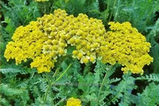 Achillea filipendulina 'Helios'