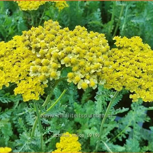 Achillea filipendulina 'Helios'