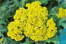 Achillea filipendulina 'Helios'