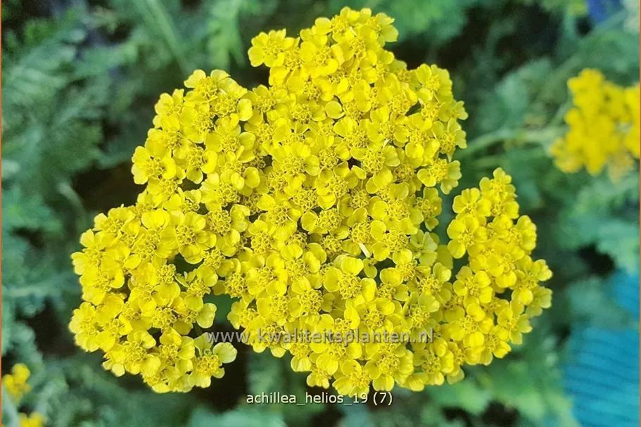 Achillea filipendulina 'Helios'
