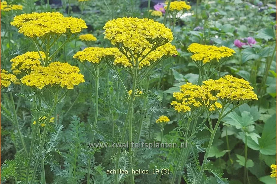 Achillea filipendulina 'Helios'
