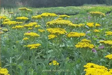 Achillea filipendulina 'Helios'